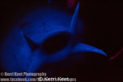 In my study of underwater fluorescence in temperate water... by Kerri Keet 